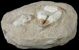 Four Rooted Mosasaur (Eremiasaurus) Teeth In Rock #60004-2
